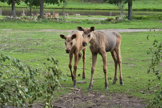 two baby moose in a meadow. Young animals from the forest. King of the forest. Brown fur of mammals. Animal photo from Scandinavia, Sweden