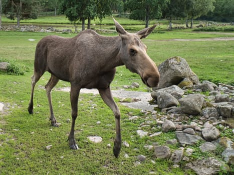 Moose cow in Scandinavia on a meadow. King of the forests in Sweden. Largest mammal in Europe. Animal photo