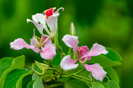 Bauhinia monandra is a species of leguminous trees, of the family Fabaceae. Common names include pink bauhinia, orchid tree, and Napoleon's plume. Refugio de Vida Silvestre Cano Negro, Costa Rica.
