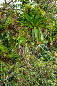 River Rio Frio channel with beautiful landscape of rainforest , POV view from canoe boat. Refugio de Vida Silvestre Cano Negro, Costa Rica wilderness landscape.
