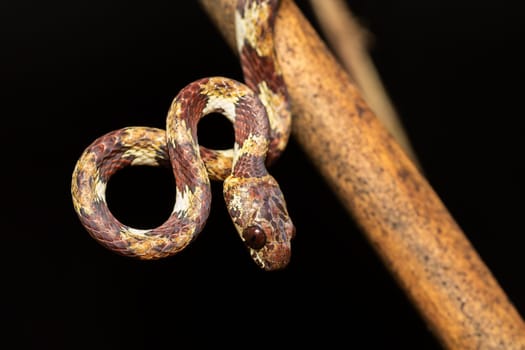 IImantodes cenchoa, common names blunthead tree snake, neotropical blunt-headed tree and fiddle-string snake. Mildly venomous, rear-fanged snake in family Colubridae. Tortuguero Costa Rica Wildlife