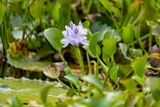 Pontederia crassipes (formerly Eichhornia crassipes), commonly known as common water hyacinth. Aquatic plant in pond. Curu Wildlife Reserve, Costa Rica wildlife