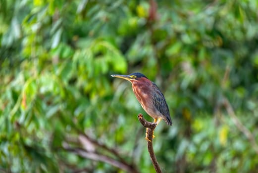 The little blue heron (Egretta caerulea), small heron of the genus Egretta, Refugio de Vida Silvestre Cano Negro, Wildlife and bird watching in Costa Rica.