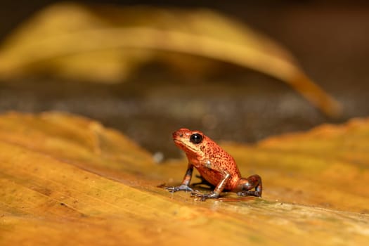 Strawberry poison-dart frog (Oophaga pumilio, formerly Dendrobates pumilio), species of small poison dart frog found in Central America. Tortuguero, Costa Rica wildlife