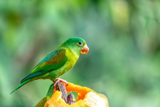 Small green parrot Tirika tovi (Brotogeris jugularis), La Fortuna, Volcano Arenal, Wildlife and birdwatching in Costa Rica.