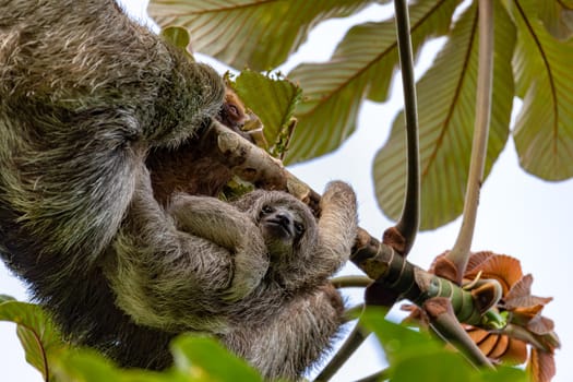 Female of pale-throated sloth (Bradypus tridactylus) with baby hanged top of the tree, La Fortuna, Costa Rica wildlife
