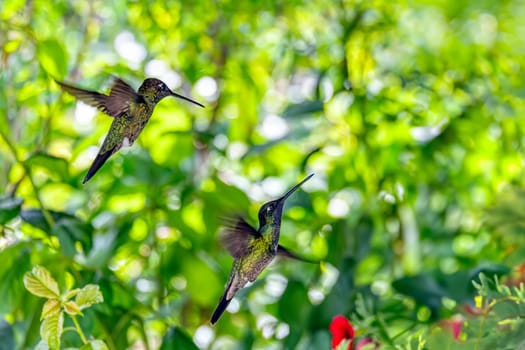 Violet-headed hummingbird (Klais guimeti) Beautiful bird at San Gerardo de Dota, Wildlife and bird watching in Costa Rica.