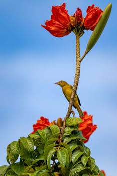 Scarlet-rumped tanager female (Ramphocelus passerinii). Bird perched on twig. Refugio de Vida Silvestre Cano Negro, Wildlife and bird watching in Costa Rica.