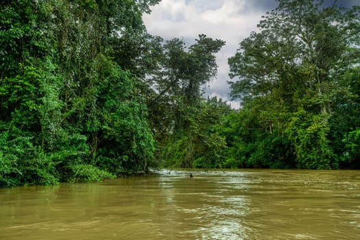 River Rio Frio channel with beautiful landscape of rainforest , POV view from canoe boat. Refugio de Vida Silvestre Cano Negro, Costa Rica wilderness landscape.