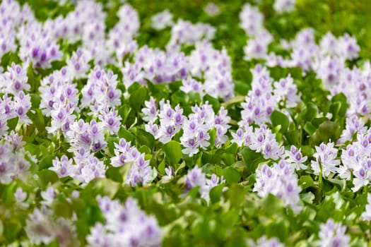 Pontederia crassipes (formerly Eichhornia crassipes), commonly known as common water hyacinth. Aquatic plant in pond. Curu Wildlife Reserve, Costa Rica wildlife