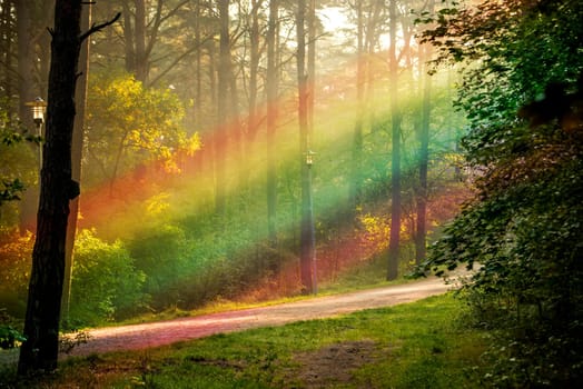 forest with light beams in LGBTQ colors