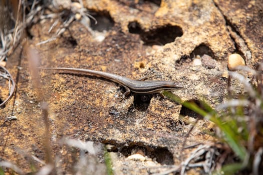 Trachylepis gravenhorstii, also known commonly as Gravenhorst's mabuya, endemic species of skink, a lizard in the family Scincidae. Ambalavao Andringitra National Park. Madagascar wildlife