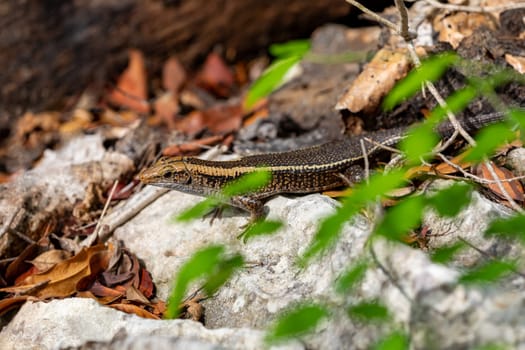 Madagascar girdled lizard or Madagascar plated lizard (Zonosaurus madagascariensis), endemic species of lizard in the family Gerrhosauridae. Tsingy De Bemaraha, Madagascar wildlife animal