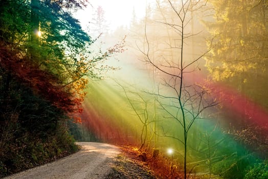 forest with light beams in LGBTQ colors