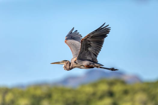 Bird great blue heron (Ardea herodias) flying over river. Refugio de Vida Silvestre Cano Negro, Wildlife and birdwatching in Costa Rica.