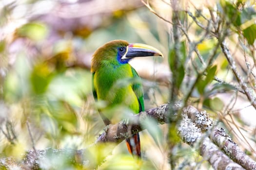 Emerald toucanet (Aulacorhynchus prasinus), small toucan. Beautiful bird at San Gerardo de Dota, Wildlife and birdwatching in Costa Rica.