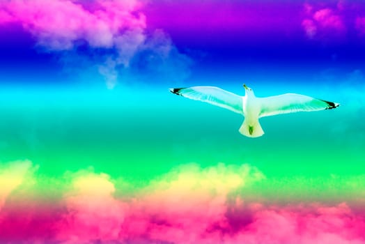 Herring gull, flying in a LGBTQ colored sky