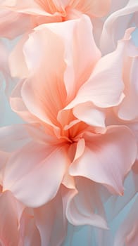 Pink and white flower petals close up. flower in full bloom, macro. floral background of delicate pink pastel color
