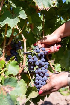 Cannonau grapes. Young woman manually harvesting the bunches of grapes with scissors. Traditional agriculture. Sardinia.