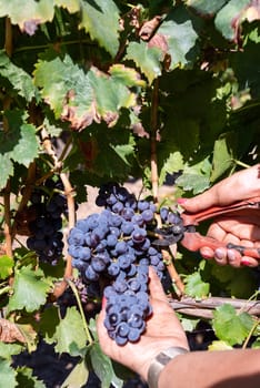 Cannonau grapes. Young woman manually harvesting the bunches of grapes with scissors. Traditional agriculture. Sardinia.