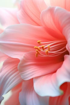 Pink and white flower petals close up. lily flower in full bloom, macro. floral background of delicate pink color