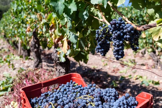 Cannonau grapes. Vineyard row with the box that contains the grapes during the harvest. Traditional agriculture. Sardinia.