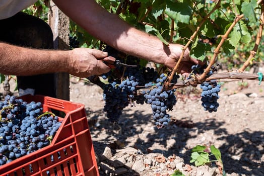 Cannonau grapes. Farmer manually harvesting the bunches of grapes with scissors. Traditional agriculture. Sardinia.