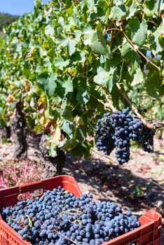 Cannonau grapes. Vineyard row with the box that contains the grapes during the harvest. Traditional agriculture. Sardinia.