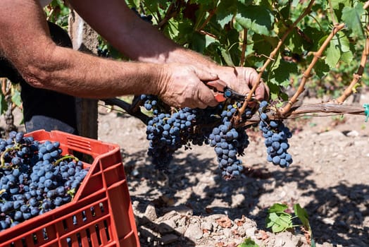 Cannonau grapes. Farmer manually harvesting the bunches of grapes with scissors. Traditional agriculture. Sardinia.