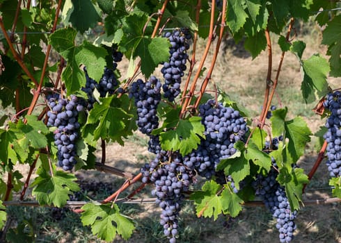 Beautiful bunch of black nebbiolo grapes with green leaves in the vineyards of Barolo, Piemonte, Langhe wine district and Unesco heritage, Italy