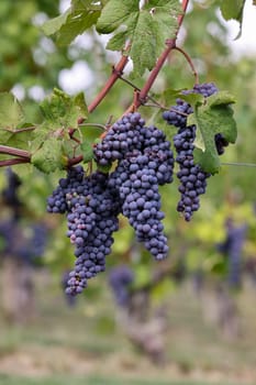 Beautiful bunch of black nebbiolo grapes with green leaves in the vineyards of Barolo, Piemonte, Langhe wine district and Unesco heritage, Italy