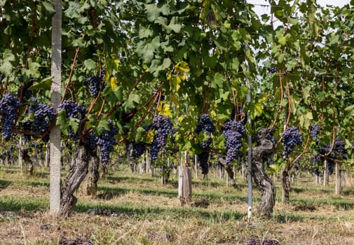 Beautiful bunch of black nebbiolo grapes with green leaves in the vineyards of Barolo, Piemonte, Langhe wine district and Unesco heritage, Italy