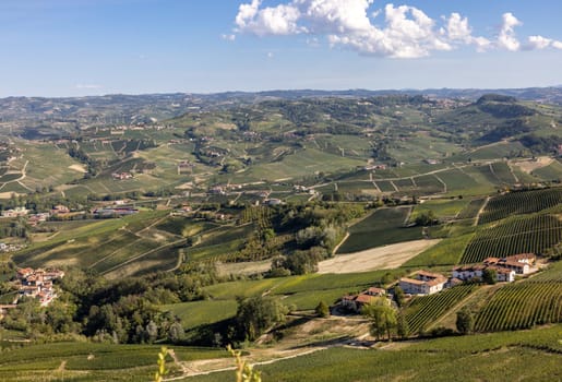 Langhe vineyards near Barolo and La Morra, Unesco Site, Piedmont, Italy