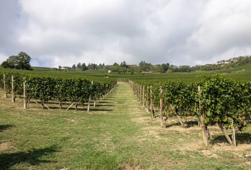 Langhe vineyards near Barolo and La Morra, Unesco Site, Piedmont, Italy