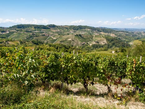 Langhe vineyards near Barolo Unesco Site, Piedmont, Italy