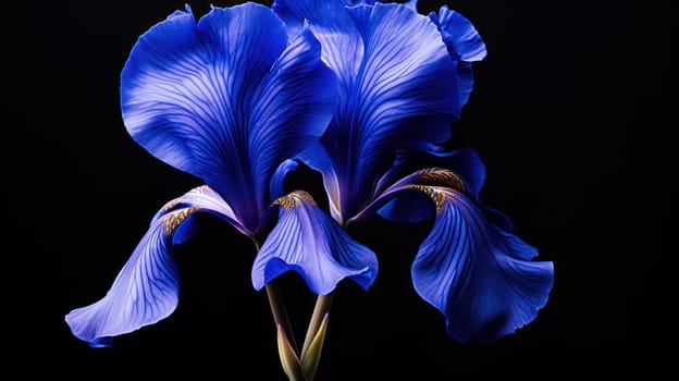 Blue iris close-up. Flowers on a black isolated background. wallpaper or background