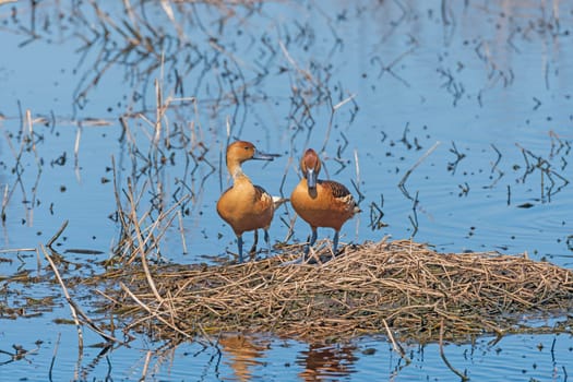 Two Views of the Bills of Fulvous Whistling Ducks in Brazsos Bend State Park in Texas
