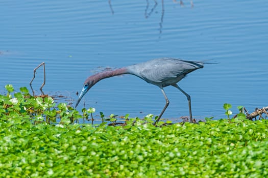 Little Blue Heron on the Hunt in Brazos Bend State Park in Texas