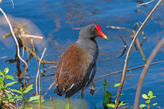 Common Gallinule on the Edge of a Marsh in Brazsos Bend State Park in Texas