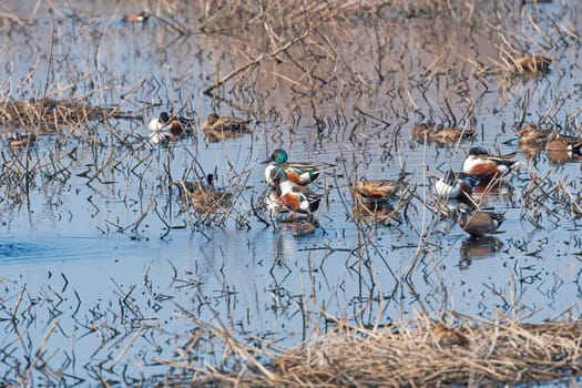 Group of Waterfowl in a Wetland Pond in Brazos Bend State Park in Texas