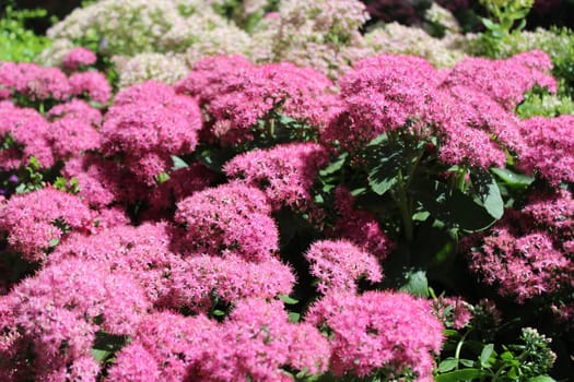 blossoming sedum in the garden