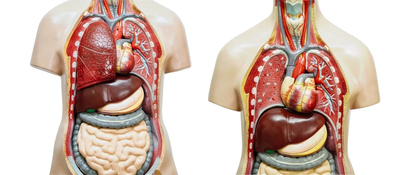 Human body anatomy organ model isolated on white background for study education medical course.
