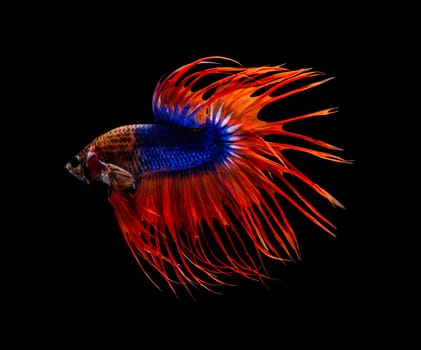 Red and blue crowntail Betta splendens fish (Siamese fighting fish) on black background