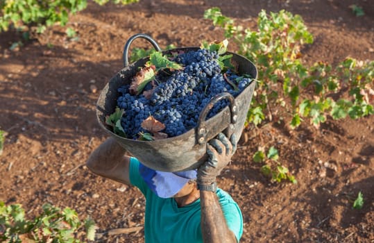 Grape harvester carries the bucket on his head. Overhead shot