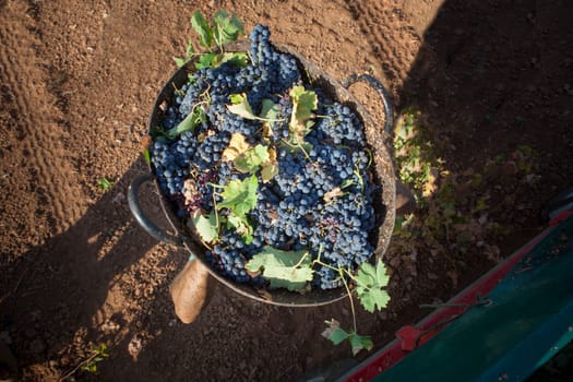 Grape harvester carries the bucket on his head to the trailer. Overhead shot