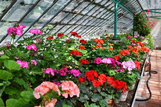 An old greenhouse with flowers