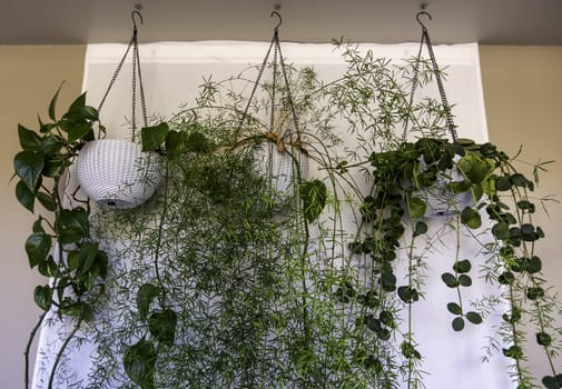 Hanging pots with decorative plants, interior design and nature