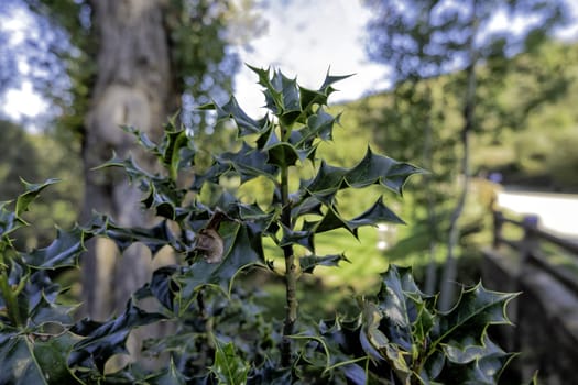 Natural holly plant in forest, environment and nature