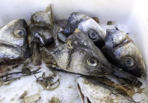 Detail of fish wasted and thrown in the trash, spoiled food