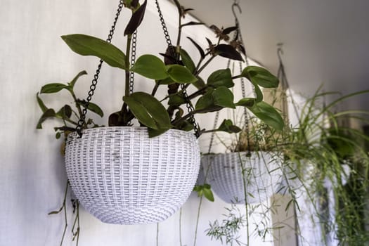 Hanging pots with decorative plants, interior design and nature